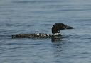 common_loon_0967