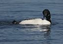 common_loon_0971
