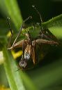 empis_0925
