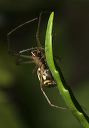 frontinella_0936