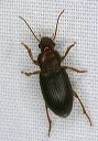 ground_beetle_1470