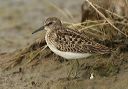 least_sandpiper_1280