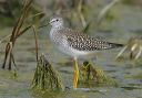 lesser_yellowlegs_1261