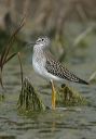 lesser_yellowlegs_1262