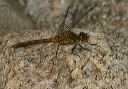 meadowhawk_0942