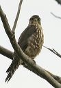 merlin_1335