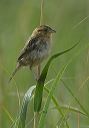 nelson_s_sharp-tailed_5d17e