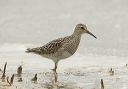 pectoral_sandpiper_1307