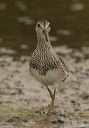 pectoral_sandpiper_1323