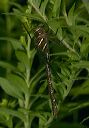 shadow_darner_0990