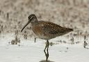 short-billed_dowitcher_1321