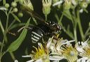 spilomyia_1493