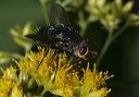 tachnid_1515