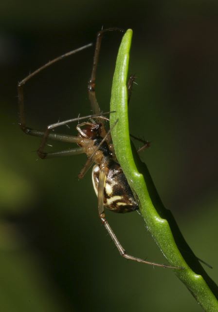 Frontinella pyramitela Linyphiidae