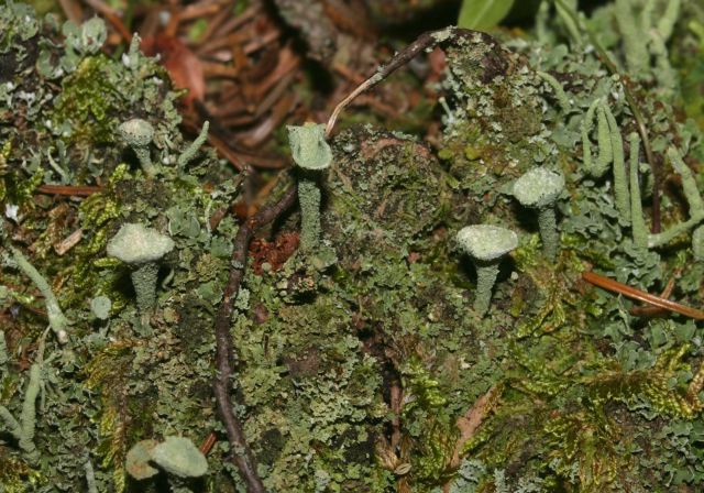 Cladonia carneola Cladoniaceae