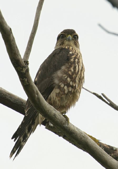 Falco columbarius Falconidae
