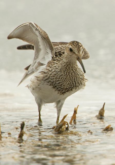Calidris melanotos Scolopacidae