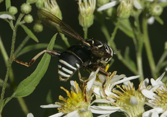 Spilomyia fusca Syrphidae
