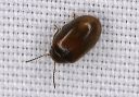 beetle_1626