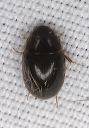 beetle_1791