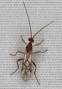 braconid_1737