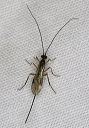braconid_1783