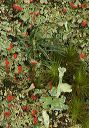 cladonia_deformis_2139