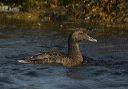 common_eider_2104