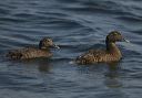 common_eider_2110