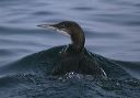 common_loon_1589