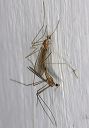 erioptera_septemtrion_5d53a