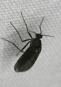 fly_2187