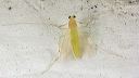 green_midge_1801