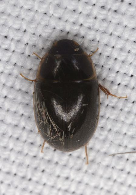   Hydrophilidae