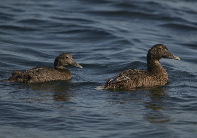 Somateria mollissima Anatidae