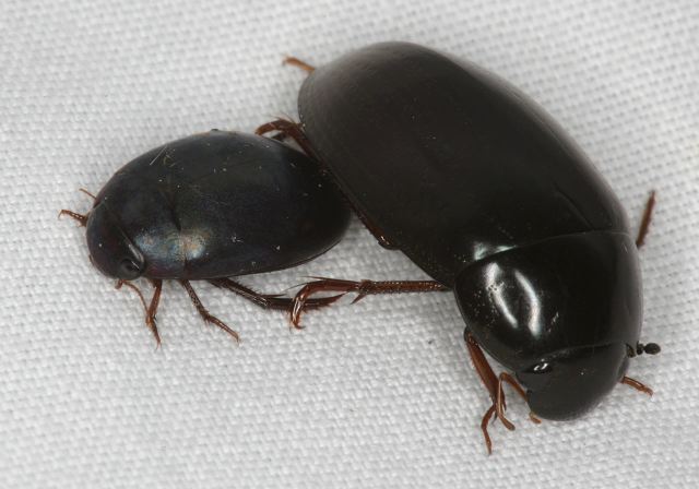Agabus sp. Dytiscidae