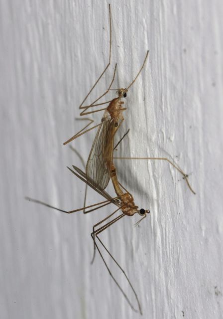 Erioptera septemtrionis Limoniidae
