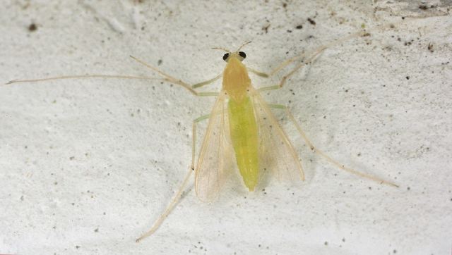   Chironomidae
