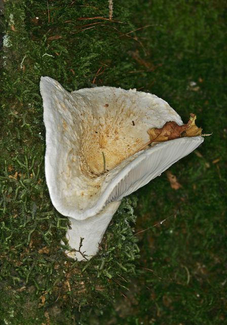 Russula sp. Russulaceae