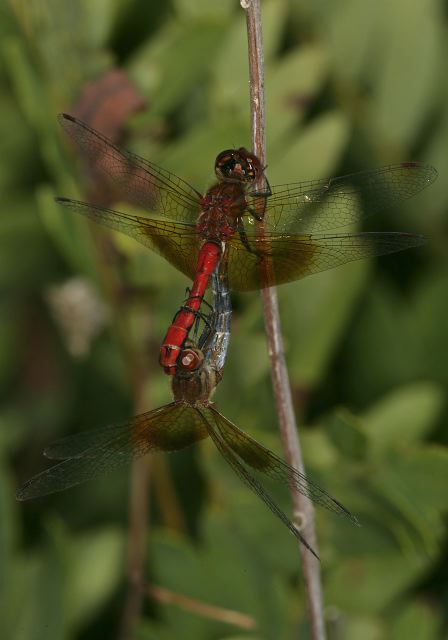 Sympetrum semicinctum Libellulidae