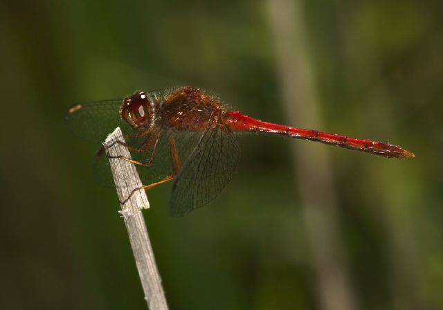 Sympetrum vicinum Libellulidae