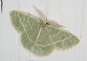 chlorochlamys_1749
