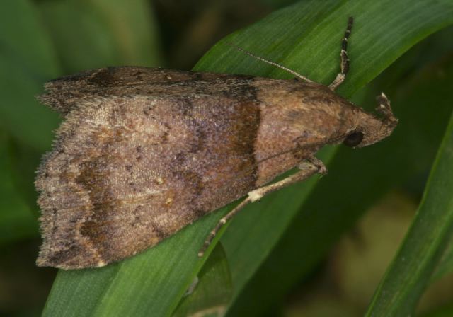 Lascoria ambigualis Erebidae