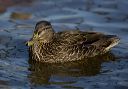 american_black_duck_x_5fd55