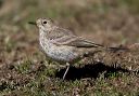 american_pipit_0628