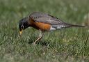 american_robin_0500