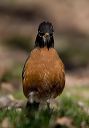 american_robin_0527