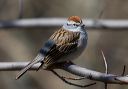 chipping_sparrow_0509