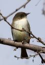 eastern_phoebe_0450