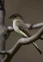 eastern_phoebe_0513